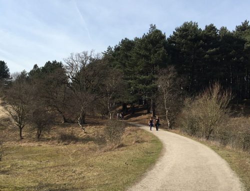 Struinen door de Kennemerduinen